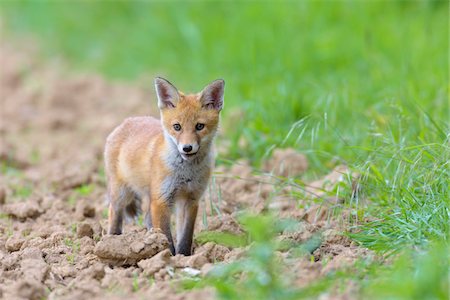 fuchs - Young Red Fox (Vulpes vulpes), Hesse, Germany Foto de stock - Sin royalties Premium, Código: 600-08082807