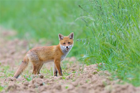 earth no people - Young Red Fox (Vulpes vulpes), Hesse, Germany Foto de stock - Sin royalties Premium, Código: 600-08082808