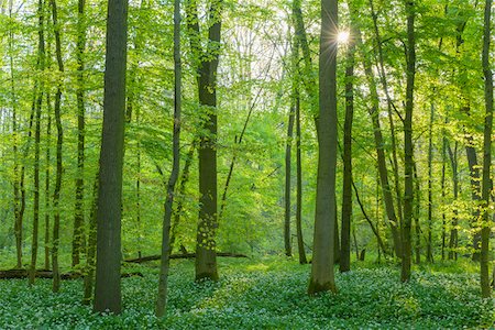 rayo de sol - European Beech Forest (Fagus sylvatica) with Ramson (Allium ursinum) in Spring, Hesse, Germany Foto de stock - Sin royalties Premium, Código: 600-08082800