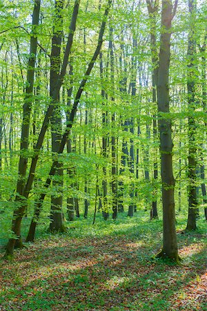 forest floor - European Beech Forest (Fagus sylvatica) in Spring, Hesse, Germany Foto de stock - Sin royalties Premium, Código: 600-08082801