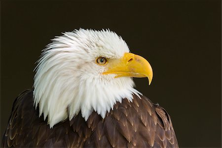 Portrait of Bald Eagle (Haliaeetus Leucocephalus), Bavaria, Germany Stockbilder - Premium RF Lizenzfrei, Bildnummer: 600-08082819
