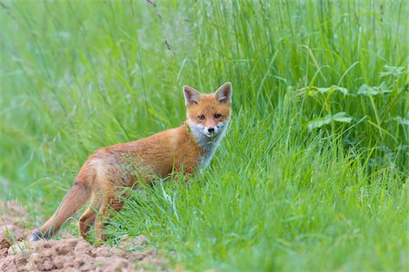 raposa vermelha - Young Red Fox (Vulpes vulpes), Hesse, Germany Foto de stock - Royalty Free Premium, Número: 600-08082810