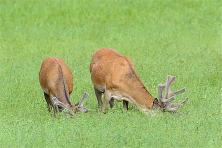 Red Deer (Cervus elaphus) in Summer, Bavaria, Germany Foto de stock - Sin royalties Premium, Código: 600-08082825