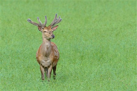 simsearch:6119-08518063,k - Portrait of Red Deer (Cervus elaphus) in Summer, Bavaria, Germany Foto de stock - Royalty Free Premium, Número: 600-08082826