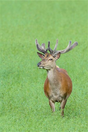 simsearch:600-07357222,k - Portrait of Red Deer (Cervus elaphus) in Summer, Bavaria, Germany Stock Photo - Premium Royalty-Free, Code: 600-08082827