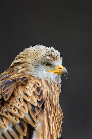 raubvögel - Portrait of Red Kite (Milvus milvus), Bavaria, Germany Stockbilder - Premium RF Lizenzfrei, Bildnummer: 600-08082820