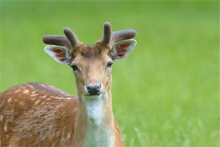 deer antlers close up - Male Fallow Deer (Cervus dama) in Summer, Bavaria, Germany Stock Photo - Premium Royalty-Free, Code: 600-08082831