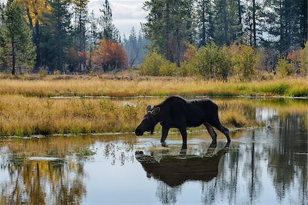 simsearch:6119-07452577,k - Backlit Moose (Alces alces) in Pond, Jackson Hole, Grand Teton National Park, Wyoming, USA Stock Photo - Premium Royalty-Free, Code: 600-08082855