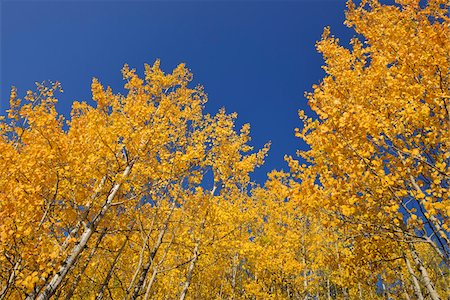 American Aspens (Populus tremuloides) in Autumn Foliage against Blue Sky, Grand Teton National Park, Wyoming, USA Foto de stock - Sin royalties Premium, Código: 600-08082865