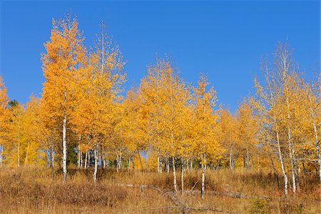 American Aspens (Populus tremuloides) in Autumn Foliage against Blue Sky, Grand Teton National Park, Wyoming, USA Foto de stock - Sin royalties Premium, Código: 600-08082866