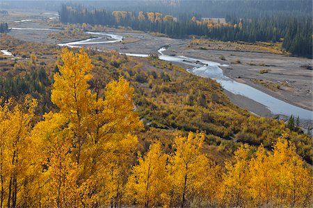 simsearch:700-06465654,k - American Aspens (Populus tremuloides) in Autumn Foliage with Creek, Grand Teton National Park, Wyoming, USA Stockbilder - Premium RF Lizenzfrei, Bildnummer: 600-08082867