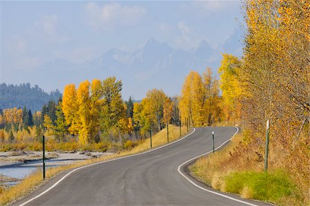 simsearch:700-03440225,k - Country Road with American Aspens (Populus tremuloides) in Autumn Foliage, Grand Teton National Park, Wyoming, USA Stock Photo - Premium Royalty-Free, Code: 600-08082868