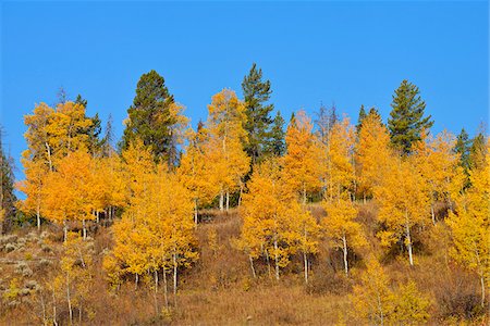 simsearch:6118-08081891,k - American Aspens (Populus tremuloides) in Autumn Foliage against Blue Sky, Grand Teton National Park, Wyoming, USA Photographie de stock - Premium Libres de Droits, Code: 600-08082863