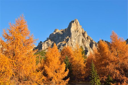 simsearch:600-08002245,k - Mountain Peak with European Larch Tree (Larix decidua) in Autumn Foliage, Dolomites, Veneto, Belluno District, Alps, Italy Foto de stock - Sin royalties Premium, Código: 600-08082932