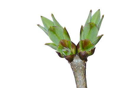 simsearch:600-08082943,k - Lilac Bud (Syringa) on White Background, Studio Shot Stockbilder - Premium RF Lizenzfrei, Bildnummer: 600-08082945