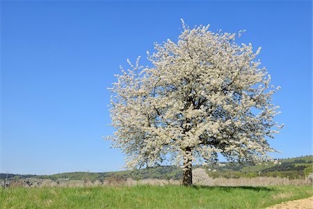 Cherry Tree Blossoming in Meadow in Spring, Baden Wurttemberg, Black Forest (Schwarzwald), Germany Foto de stock - Sin royalties Premium, Código: 600-08082954