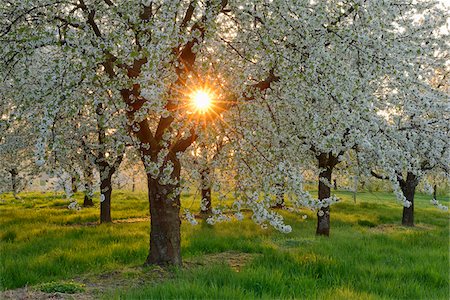 sun farm - Sun through Cherry Trees Blossoming in Spring, Baden Wurttemberg, Black Forest (Schwarzwald), Germany Stock Photo - Premium Royalty-Free, Code: 600-08082956