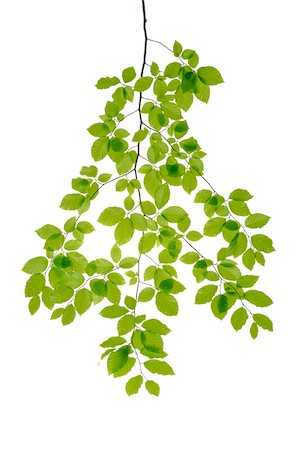 simsearch:600-08082960,k - Branch of European Beech Tree (Fagus sylvatica) on White Background, Studio Shot Foto de stock - Sin royalties Premium, Código: 600-08082964