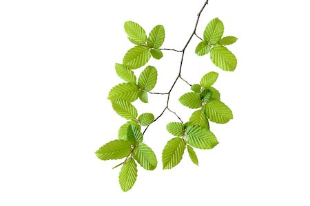 simsearch:600-08171810,k - Branch of European Hornbeam (Carpinus betulus) on White Background, Studio Shot Stock Photo - Premium Royalty-Free, Code: 600-08082968