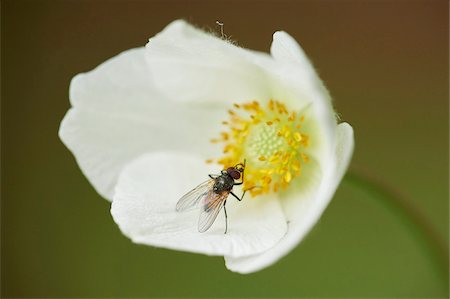 polinización - Close-up of a blow fly (Chrysomya megacephala) on a snowdrop anemone (Anemone sylvestris) blossom in early summer, Upper Palatinate, Bavaria, Germany Foto de stock - Sin royalties Premium, Código: 600-08107034