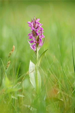 purple flower closeup - Close-up of a western marsh orchid (Dactylorhiza majalis) blossom in a meadow in early summer, Upper Palatinate, Bavaria, Germany Stock Photo - Premium Royalty-Free, Code: 600-08107032