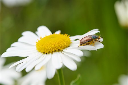 Close-up of a small beetle on a ox-eye daisy (Leucanthemum vulgare) blossom in early summer, Upper Palatinate, Bavaria, Germany Photographie de stock - Premium Libres de Droits, Code: 600-08107045