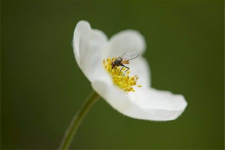 flowering part - Close-up of a blow fly (Chrysomya megacephala) on a snowdrop anemone (Anemone sylvestris) blossom in early summer, Upper Palatinate, Bavaria, Germany Stock Photo - Premium Royalty-Free, Code: 600-08107040