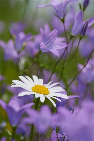 Close-up of a flower meadow with ox-eye daisy (Leucanthemum vulgare) and spreading bellflower (Campanula patula) blossoms in early summer, Upper Palatinate, Bavaria, Germany Stock Photo - Premium Royalty-Free, Code: 600-08107043