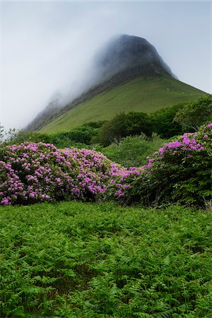 Benbulbin with mist, Dartry Mountains, County Sligo, Republic of Ireland Photographie de stock - Premium Libres de Droits, Code: 600-08102723
