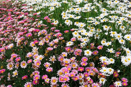 fields of flowers backgrounds - Close-up of field of pink and white daisys, Republic of Ireland Stock Photo - Premium Royalty-Free, Code: 600-08102763