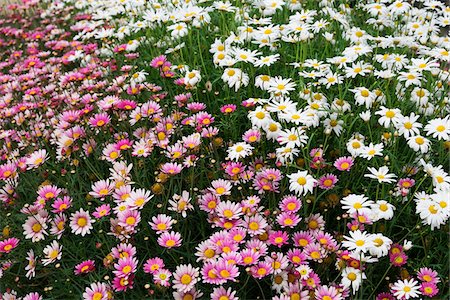 Close-up of field of pink and white daisys, Republic of Ireland Stock Photo - Premium Royalty-Free, Code: 600-08102763