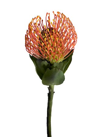 single flower with stem white background