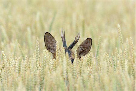 Western Roe Buck (Capreolus capreolus) in Corn Field, Hesse, Germany Fotografie stock - Premium Royalty-Free, Codice: 600-08102972