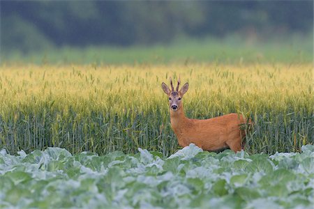 simsearch:600-07562370,k - Western Roe Buck (Capreolus capreolus) in Summer, Hesse, Germany Stock Photo - Premium Royalty-Free, Code: 600-08102973