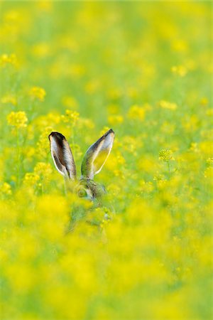 photos of yellow wild flower - European Brown Hare (Lepus europaeus) in Summer, Hesse, Germany Stock Photo - Premium Royalty-Free, Code: 600-08102984