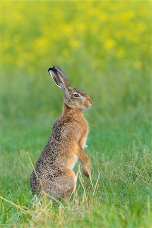 simsearch:600-08209997,k - European Brown Hare (Lepus europaeus) in Summer, Hesse, Germany Stock Photo - Premium Royalty-Free, Code: 600-08102987