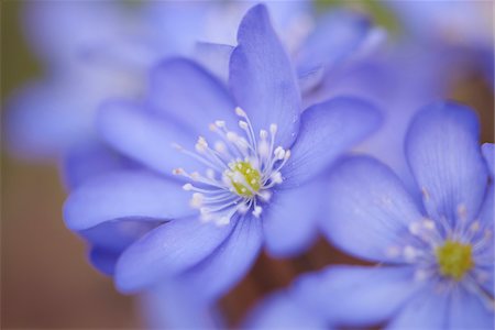 Close-up of Common Hepatica (Anemone hepatica) in early spring, Germany Foto de stock - Sin royalties Premium, Código: 600-08116821