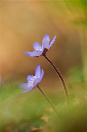 Close-up of Common Hepatica (Anemone hepatica) on the forest-floor in early spring, Upper Palatinate, Bavaria, Germany Stock Photo - Premium Royalty-Free, Code: 600-08122048