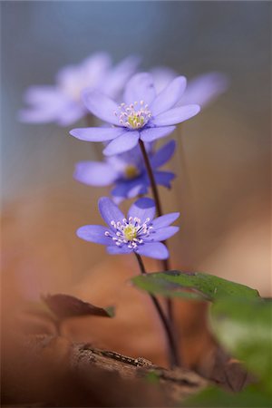 simsearch:600-08082960,k - Close-up of Common Hepatica (Anemone hepatica) on the forest-floor in early spring, Upper Palatinate, Bavaria, Germany Foto de stock - Sin royalties Premium, Código: 600-08122056