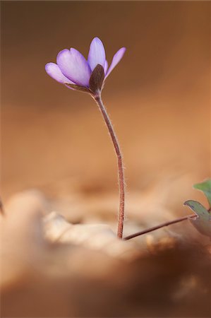 Close-up of Common Hepatica (Anemone hepatica) on the forest-floor in early spring, Upper Palatinate, Bavaria, Germany Foto de stock - Sin royalties Premium, Código: 600-08122050