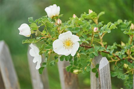 simsearch:600-07672004,k - Close-up of Dog-rose (Rosa canina) Blossoms in Spring, Bavaria, Germany Foto de stock - Sin royalties Premium, Código: 600-08122200