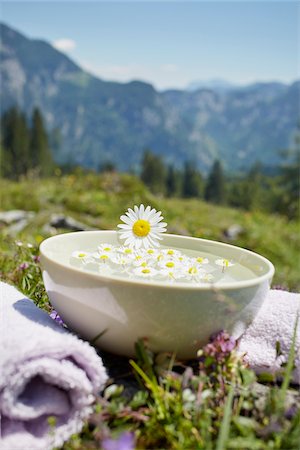 Oxeye Daisy on Bowl with Water and Chamomile, Strobl, Salzburger Land, Austria Photographie de stock - Premium Libres de Droits, Code: 600-08138865