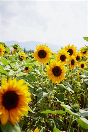 Field of Sunflowers in Summer, Carinthia, Austria Stock Photo - Premium Royalty-Free, Code: 600-08138886