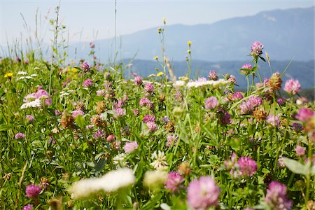 simsearch:600-08138866,k - Flower Field with Clover in Summer, Carinthia, Austria Photographie de stock - Premium Libres de Droits, Code: 600-08145747