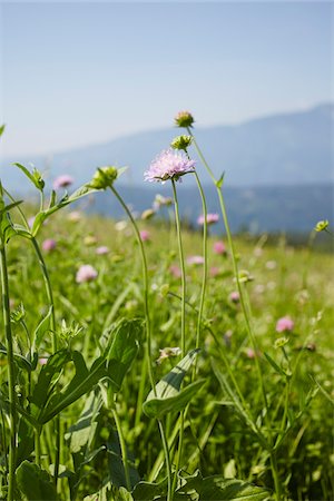 simsearch:600-08138858,k - Flower Field in Summer, Carinthia, Austria Photographie de stock - Premium Libres de Droits, Code: 600-08145748
