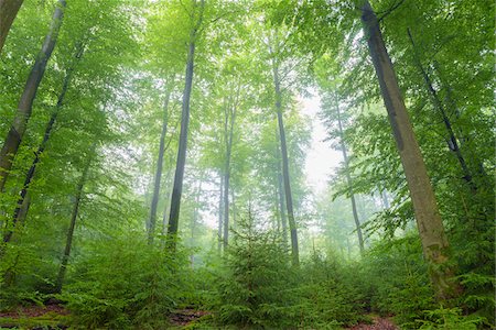 rotbuche - European Beech (Fagus sylvatica) Forest on Misty Morning, Spessart, Bavaria, Germany Stockbilder - Premium RF Lizenzfrei, Bildnummer: 600-08145828