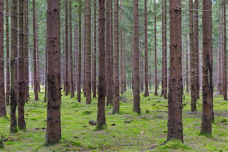 simsearch:600-08145818,k - Spruce Forest, Odenwald, Hesse, Germany Stock Photo - Premium Royalty-Free, Code: 600-08145829