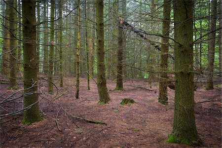 Spooky Spruce Forest, Odenwald, Hesse, Germany Foto de stock - Sin royalties Premium, Código: 600-08145821