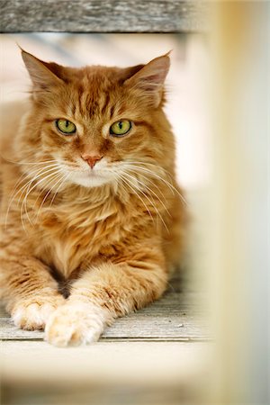 Portrait of Male Orange Norwegian Forest Cat with Green Eyes Resting on Wooden Porch Stock Photo - Premium Royalty-Free, Code: 600-08167375