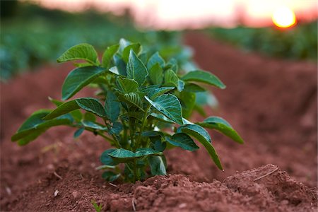simsearch:700-01614421,k - Close-up of Russet Potato Plant in Red Earth Field at Sunset, Prince Edward Island, Canada Photographie de stock - Premium Libres de Droits, Code: 600-08167378